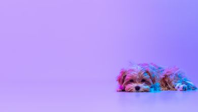 Liegender Hund Ein traurig aussehender Hund liegt auf dem Boden vor einem lila Hintergrund